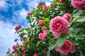 バラの花　屋外イメージ