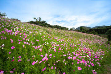 コスモス畑　秋のイメージ