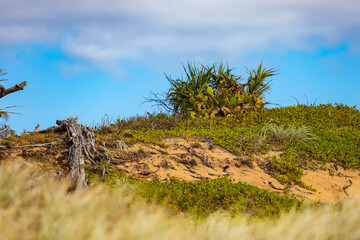 unique vegetation on sand dunes in deepwater national park near agnes water in queensland,...
