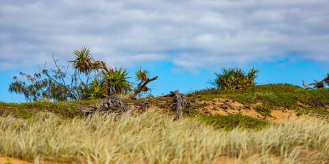unique vegetation on sand dunes in deepwater national park near agnes water in queensland,...
