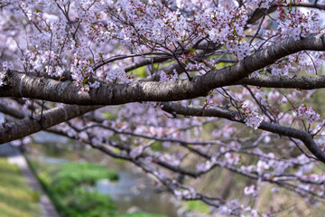 春の日差しと可憐な桜の花