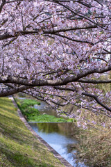 春の日差しと可憐な桜の花