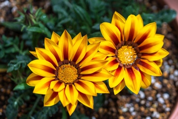 ガザニアの花　春のイメージ