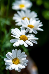 マーガレットの花　春のイメージ