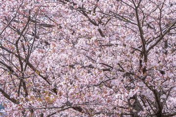 春の日差しと可憐な桜の花