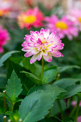 ダリアの花　春のイメージ