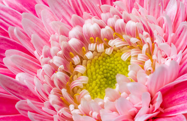 ガーベラの花　マクロイメージ