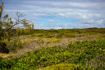 unique landscape of deepwater national park near anges water and town of 1770 in gladstone region, queensland, australia; sand dunes, red sand beaches and lush vegetation by the ocean