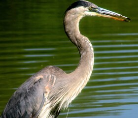 Beautiful great blue heron profile