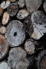 Naklejka premium Kora drzew, przekrój