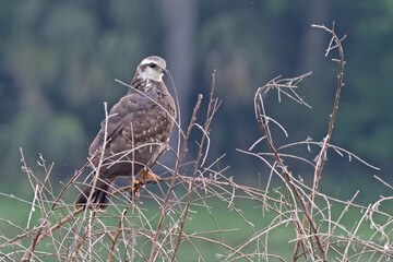 Female Snail Kite - the raptors have a strongly curved bill that fits inside the snail shells to pull out the juicy prey inside. 