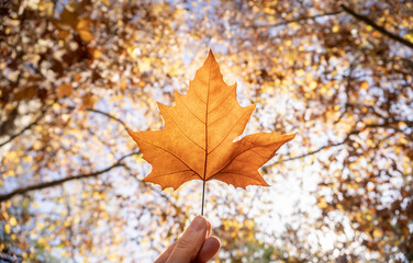 Hoja de otoño en el centro sostenida en la mano en tonos naranjas