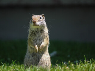 prairie dog standing