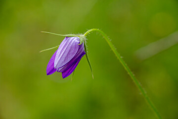 A spreading bellflower with purple flowers. Wild flower isolated on green background. Campanula patula.