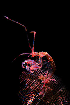 A skeleton shrimp waiting to feed 