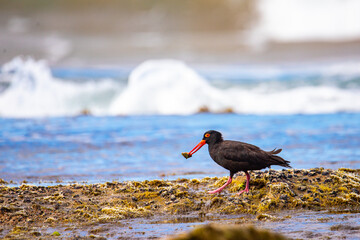 wild native bird sooty oystercatcher (Haematopus fuliginosus) searching for food on the rocks in...