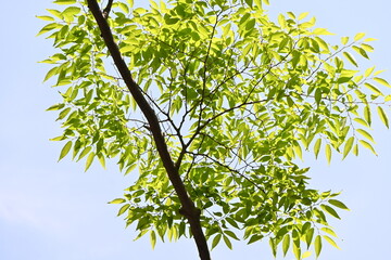 Fototapeta premium Japanese zelkova ( Zelkova serrata ) tree and fresh green leaves. It has a beautiful tree shape and is often used as a park tree or roadside tree.