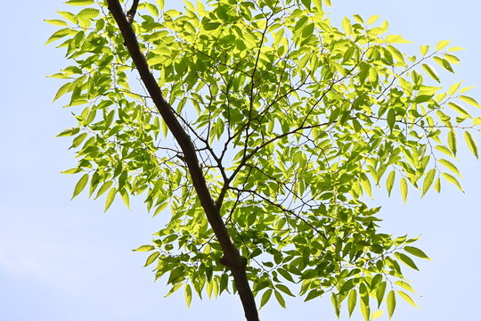 Japanese zelkova ( Zelkova serrata ) tree and fresh green leaves. It has a beautiful tree shape and is often used as a park tree or roadside tree.