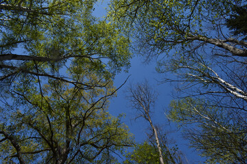 Looking up to the blue sky by standing in the beautiful green forest in Sapporo Japan