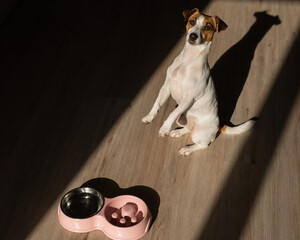 Obraz na płótnie Canvas A double bowl for slow feeding and a bowl of water for the dog. Jack Russell Terrier dog near a pink plate with dry food on a wooden floor.