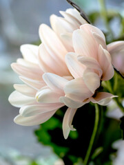 bouquet of delicate pale pink chrysanthemums, macro
