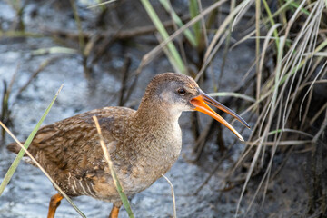 Fototapeta premium Clapper Rail Calling