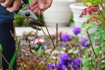 Closeup womans hands pruning hydrangea bush in the spring in a garden