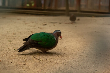 Beautiful Green Red common emerald dove at National Zoo in Bangladesh