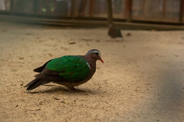 Beautiful Green Red common emerald dove at National Zoo in Bangladesh