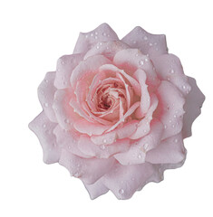 pink rose isolated, transparent png