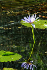 Blue water lily (Nymphaea nouchali): a native to southern and eastern parts of Asia.