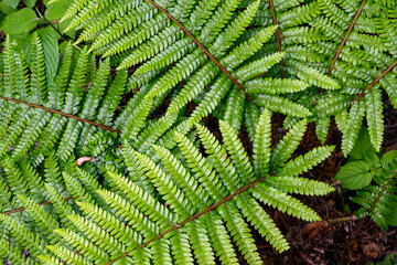 Closeup of spring green fronds of a fern, as a nature background
