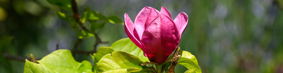 Closeup of a maroon flower blooming on a Magnolia 'Genie' magnolia tree, as a nature background
