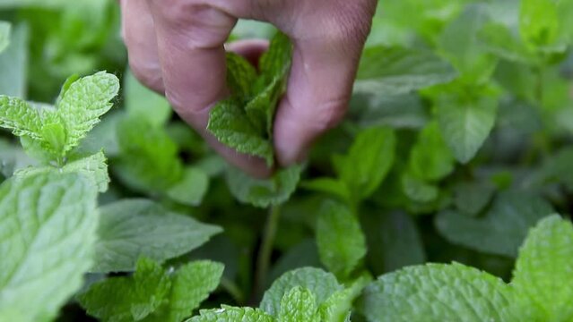 Closeup of a hands picking green mint leaves in a garden