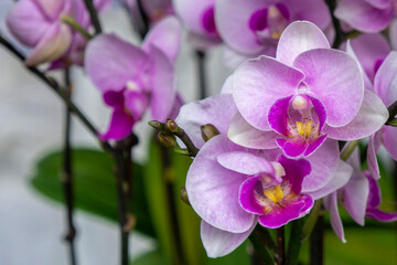 beautiful orchid flower petal