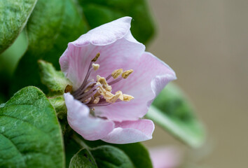 Detail of pink flower of the Cydonia oblonga plant