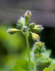 Green hairy flower bud of Chelidonium majus