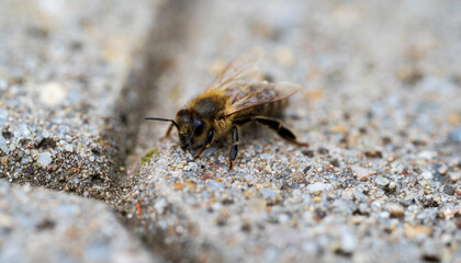 Detail of a bee on concrete floor