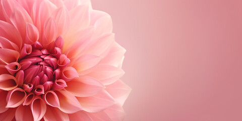 Empty clean pastel pink background with dahlia flowers and copy space, greeting card, valentine's days, mothers days