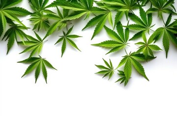 Obraz premium Green cannabis leaves isolated on white background, Medical marijuana , Generative AI