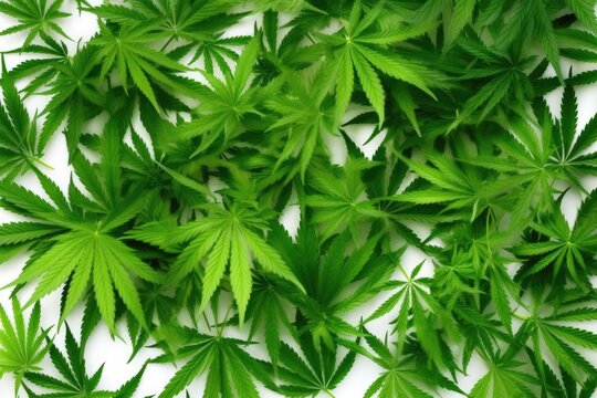 Green cannabis leaves isolated on white background, Medical marijuana , Generative AI
