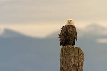 2023-02-09 A BALD EAGLE PERCHED ON THE TOP OF A WOODEN POLE WITH A BLURRED BACKGROUND IN BOW WASHINGTON