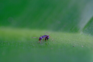 Animal Photography. Macro photo of Camponotus Compressus or better known as black ants that roam on taro leaves. Location place in Cikancung, Bandung Region - Indonesia