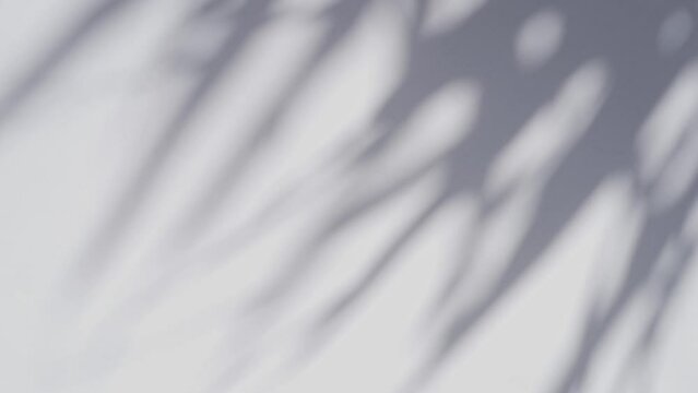 shadow of palm leave sway in the wind. on white background