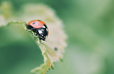 ladybug on a leaf