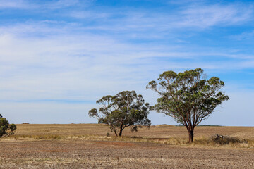 Obraz premium trees in dry rural australian landscape