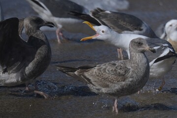Seagulls on the Beach 