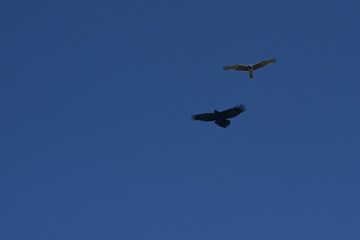 Marsh Hawk and Crow 