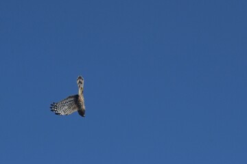 Northern Harrier Diving 