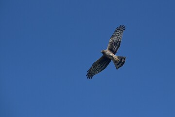 Northern Harrier in Flight 